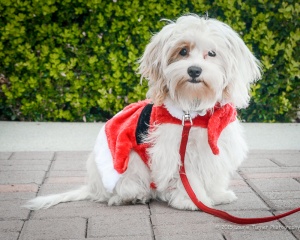 Murphy 1
