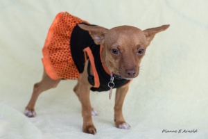 Peanut 2