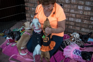 Halloween 5