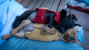 Heidi & Sadie 1