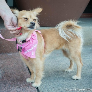 Sunny-20160416Canine89