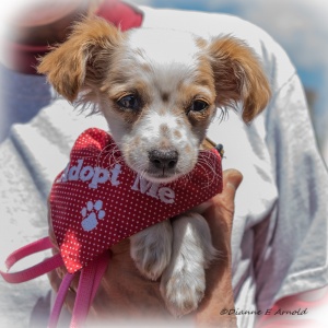 Freckles 20160507-69417-Freckles-WB