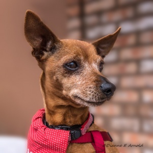 Roo - 20160611-60768-E-WB-Roo