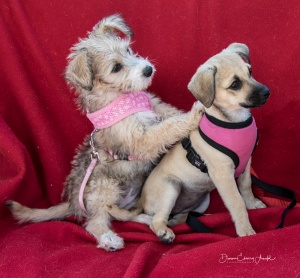 20160911-63344-e-princess-puppies