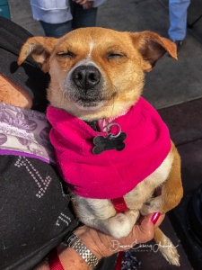 Ruby Too - 20170325-9474-wb-Ruby Too enjoying the sun