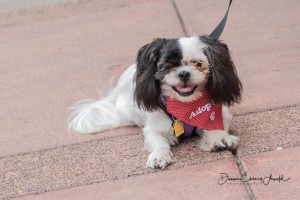 20170916-51510-wb-Betty Boop