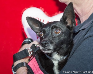 Adopted Rescue Dog Candace