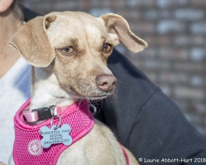 FPAR Adoptable Dog Sable