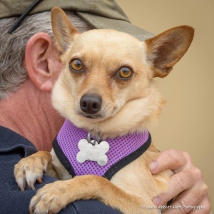 FPAR Adoptable Dog Mindy