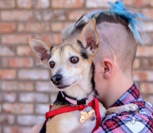 FPAR Adoptable Dog Olivia