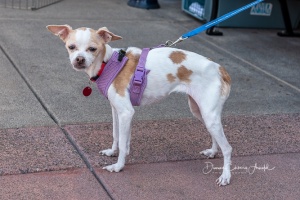 FPAR Adoptable Dog Piper