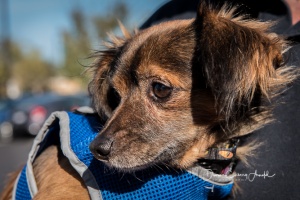 20171118-53157-wb-Hank